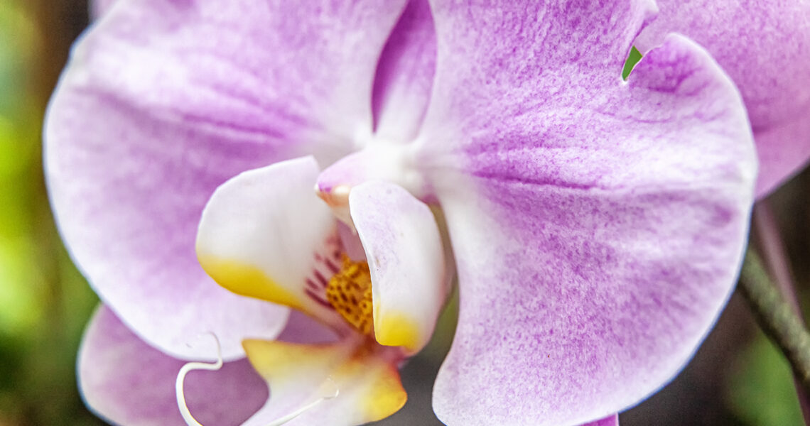 A light purple moth orchid blooms at the National Orchid Garden in Singapore