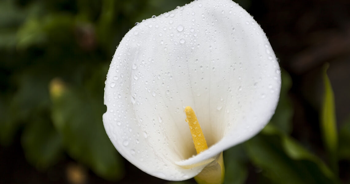 Raindrops cling to a Calla Lily at Alcatraz Island in San Francisco, California.