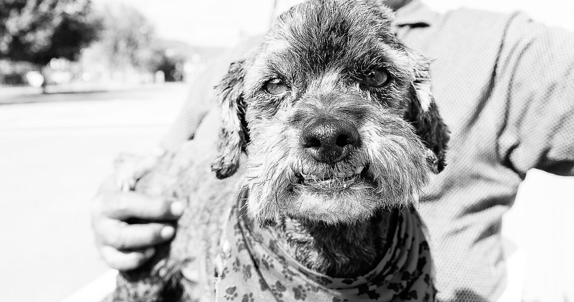 Rex the Poodle