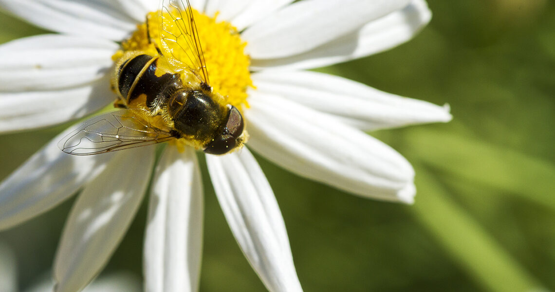 A hoverfly lands on a daisy at the UC Berkeley Botanical Garden in Berkeley, California