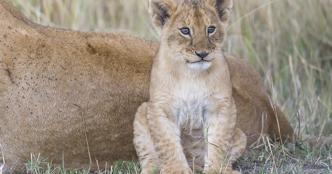 A lion cub stays close to its mother at the Serengeti National Park in Tanzania